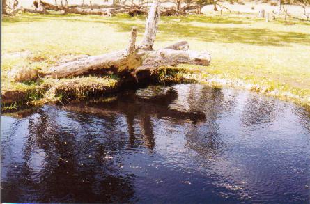 sociology of the gospel